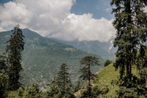 Spectacular scenery of lush coniferous trees growing on green grassy mountain slope against cloudy blue sky in Manali