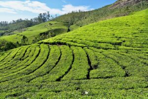 Kochi to Munnar