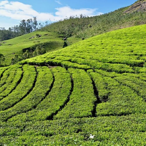 Kochi to Munnar