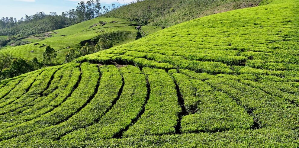 Kochi to Munnar