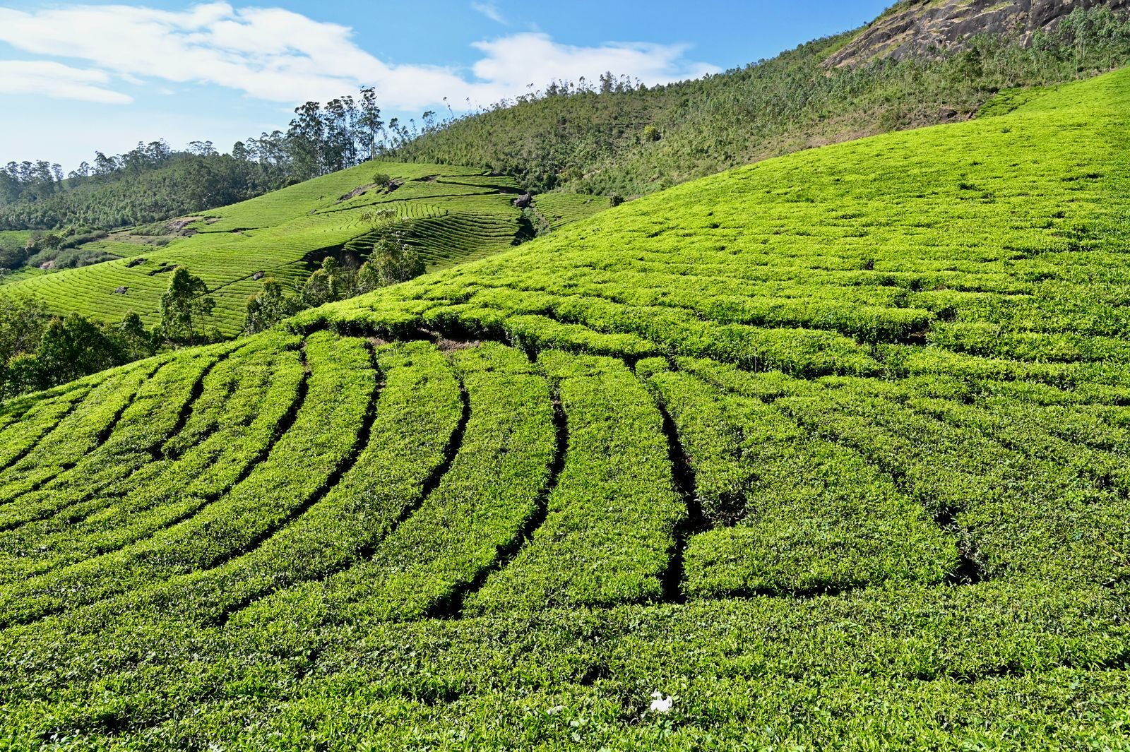 Kochi to Munnar