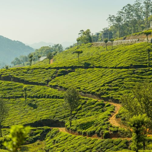 Kochi to Munnar