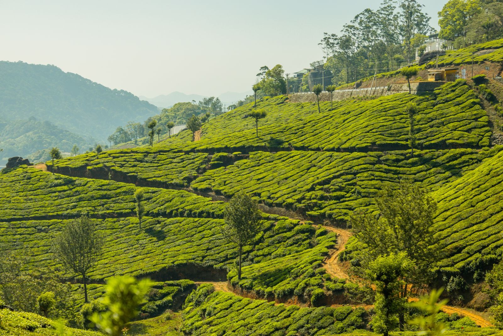 Kochi to Munnar