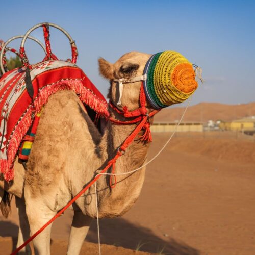 Desert Safari dubai