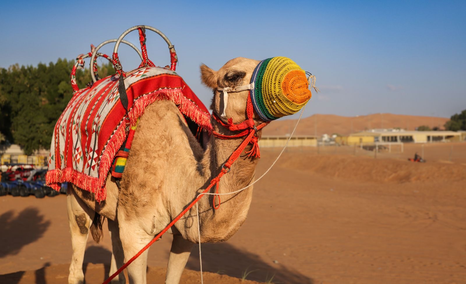 Desert Safari dubai