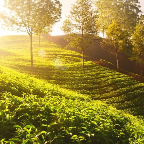 Kerala tour package