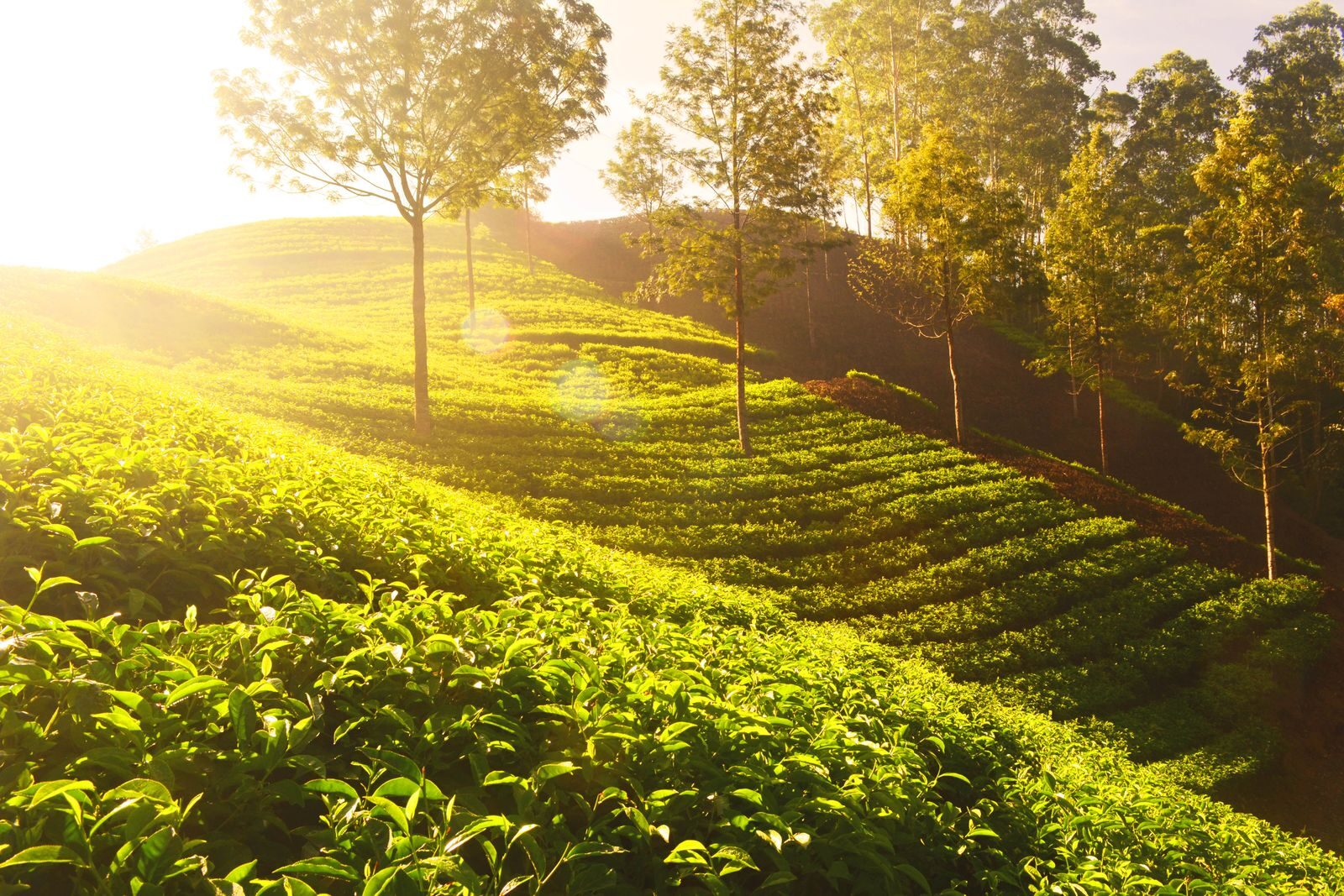 Kerala tour package