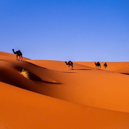 Desert