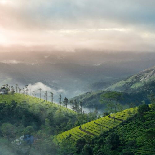 Kochi to Munnar: