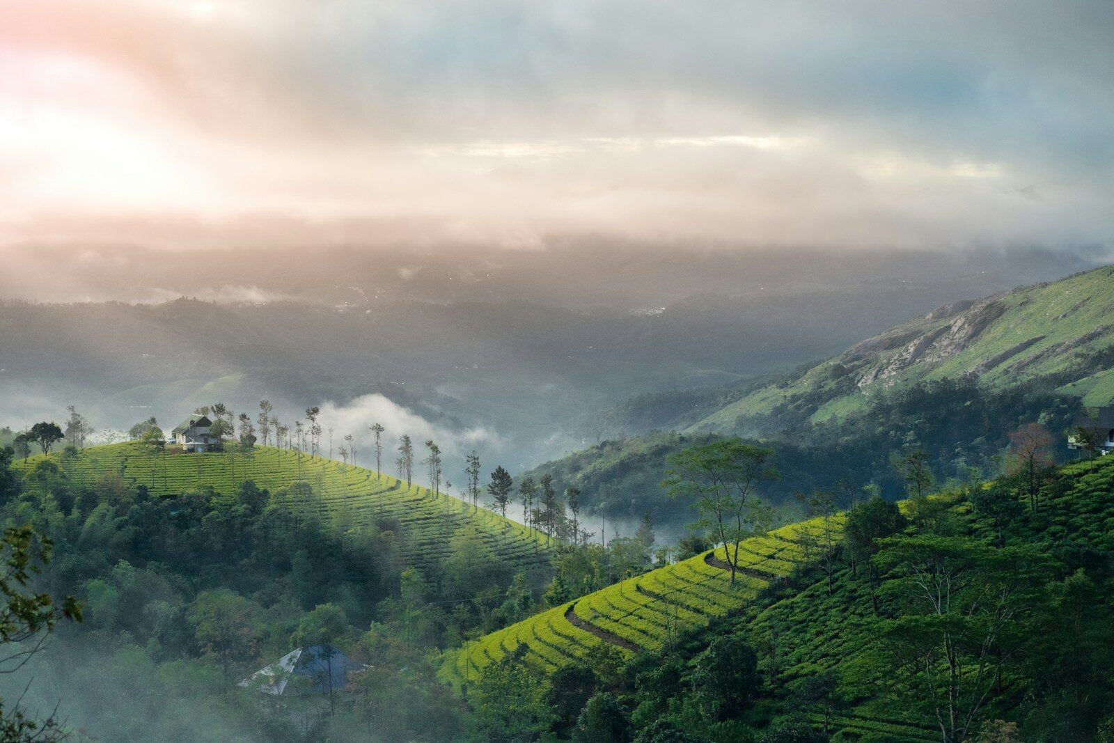 Kochi to Munnar: