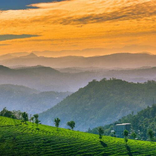 Munnar Sightseeing